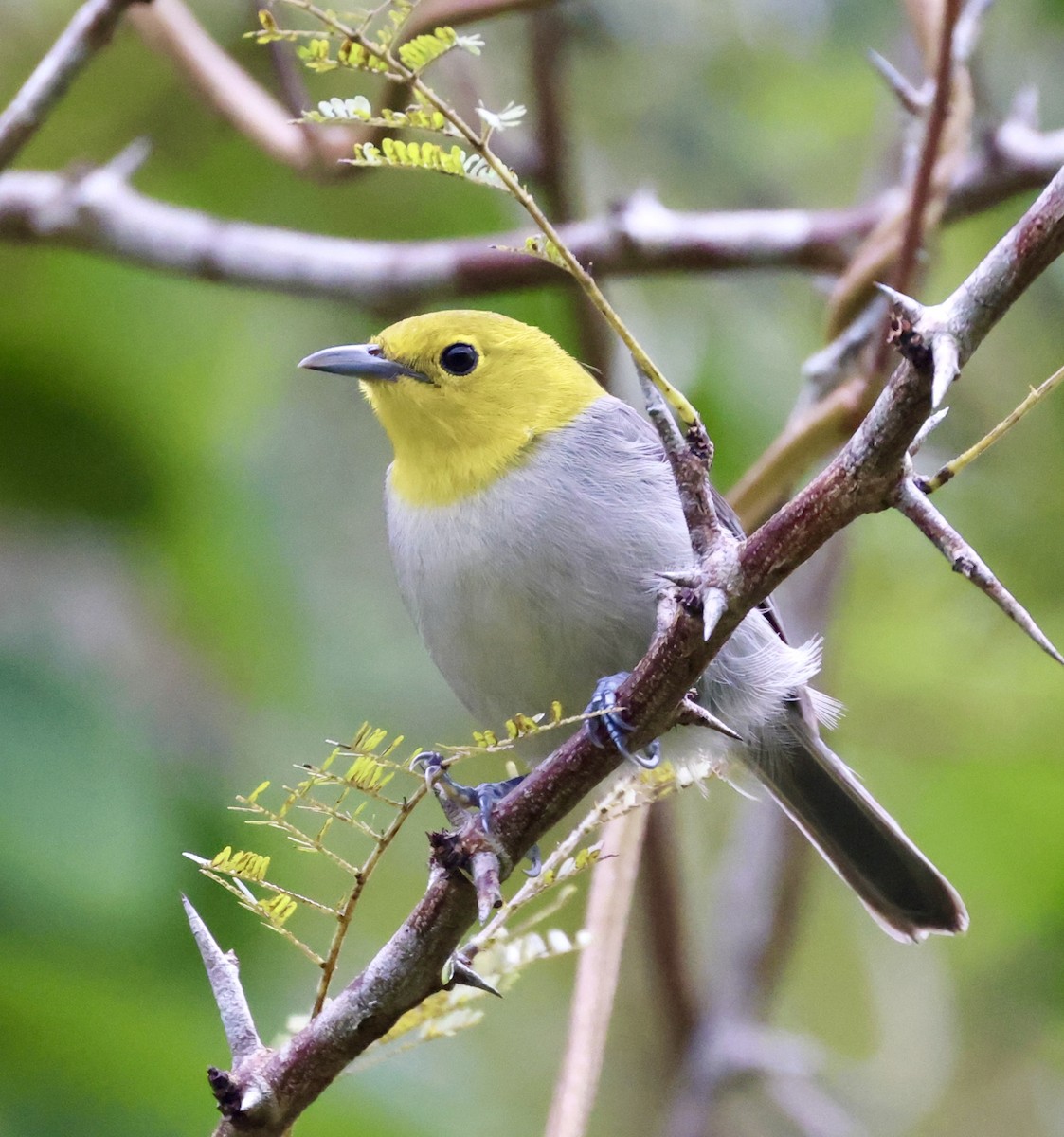 Yellow-headed Warbler - ML617060926