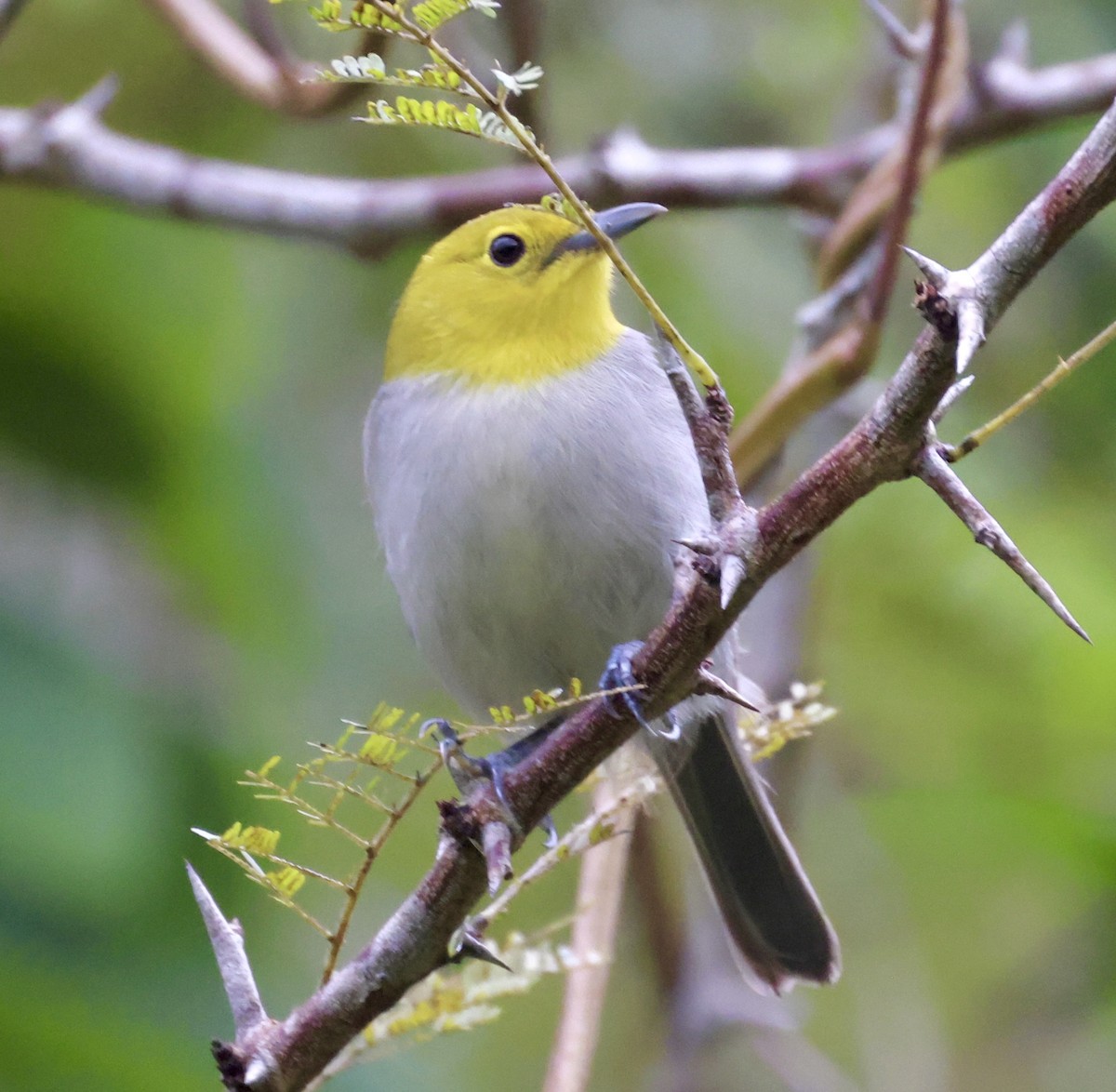 Yellow-headed Warbler - ML617060930