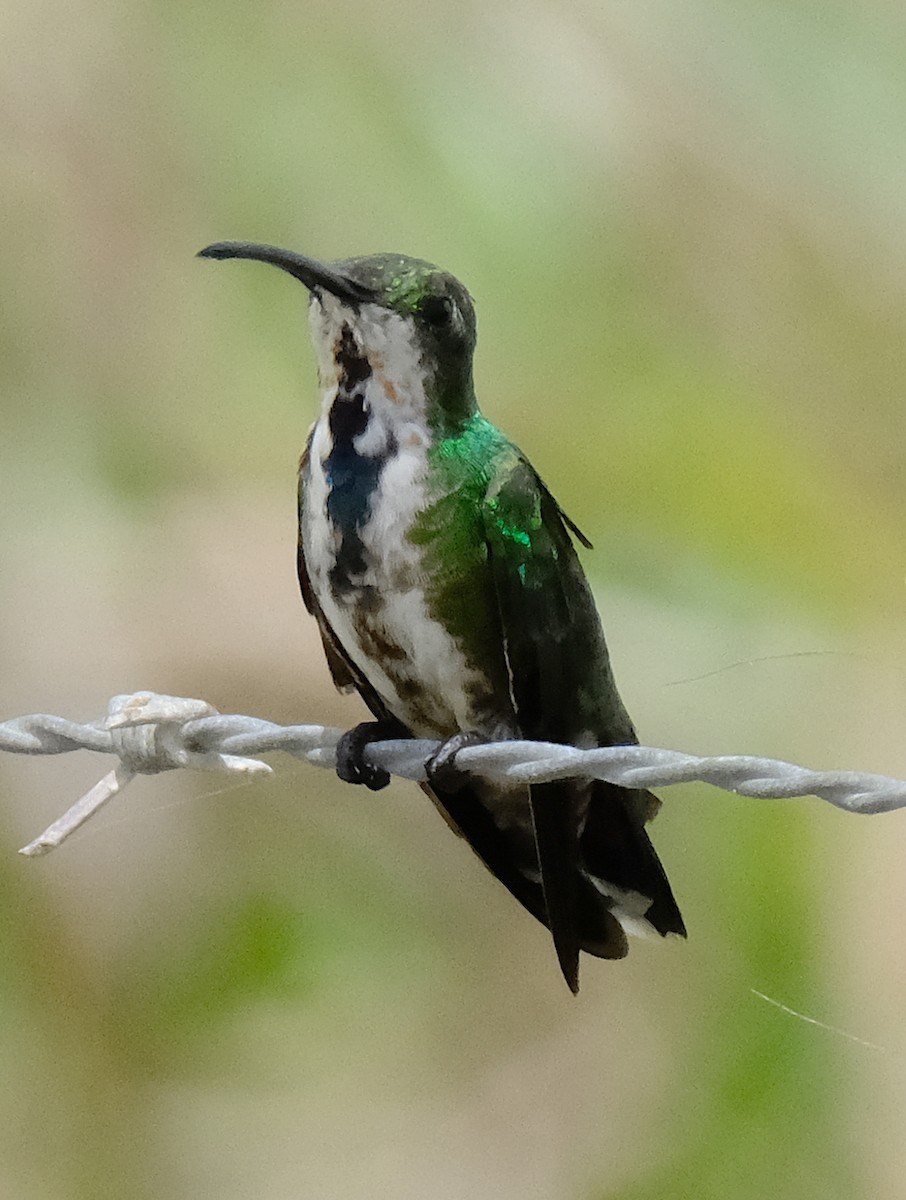 Green-breasted Mango - ML617061001