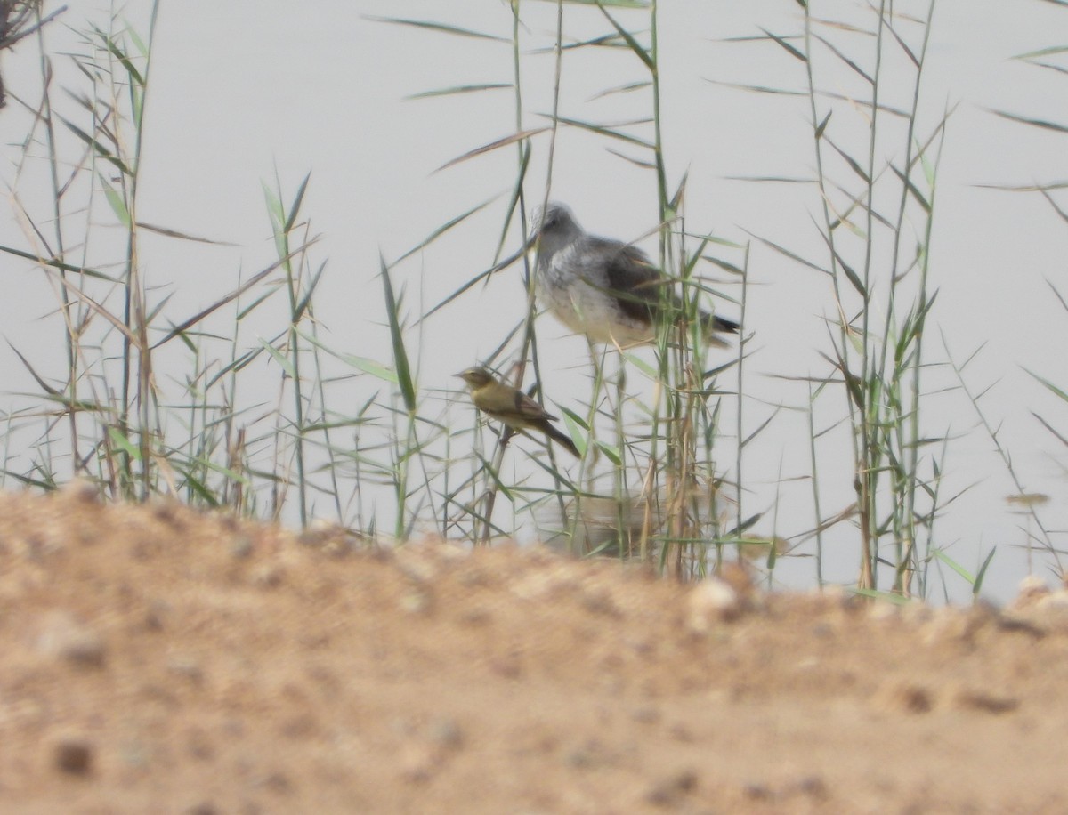 Common Reed Warbler (Caspian) - Xander Vissering