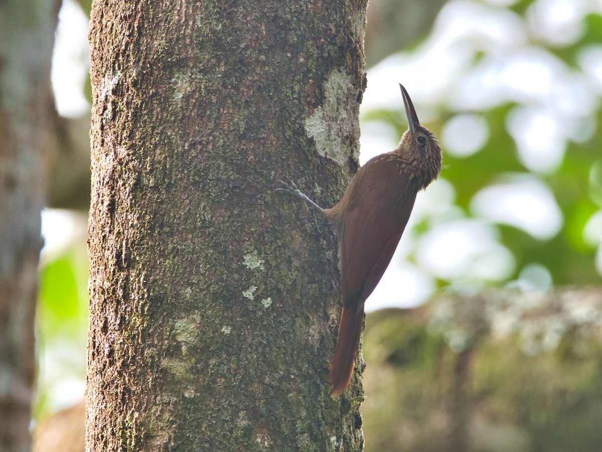 Cocoa Woodcreeper - Eric Carpenter