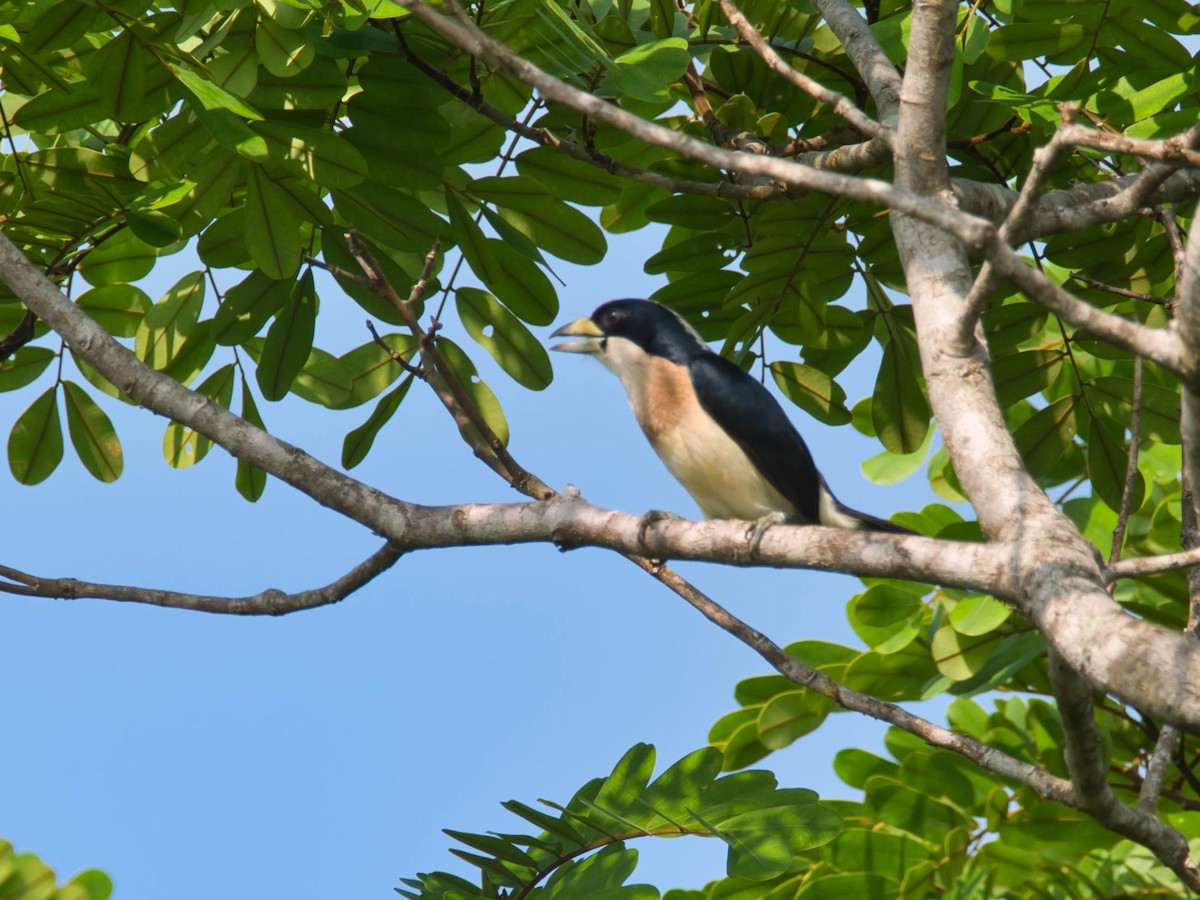 White-mantled Barbet - ML617061065