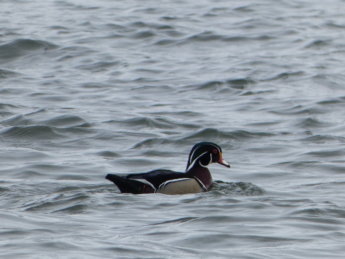 Wood Duck - ML617061122