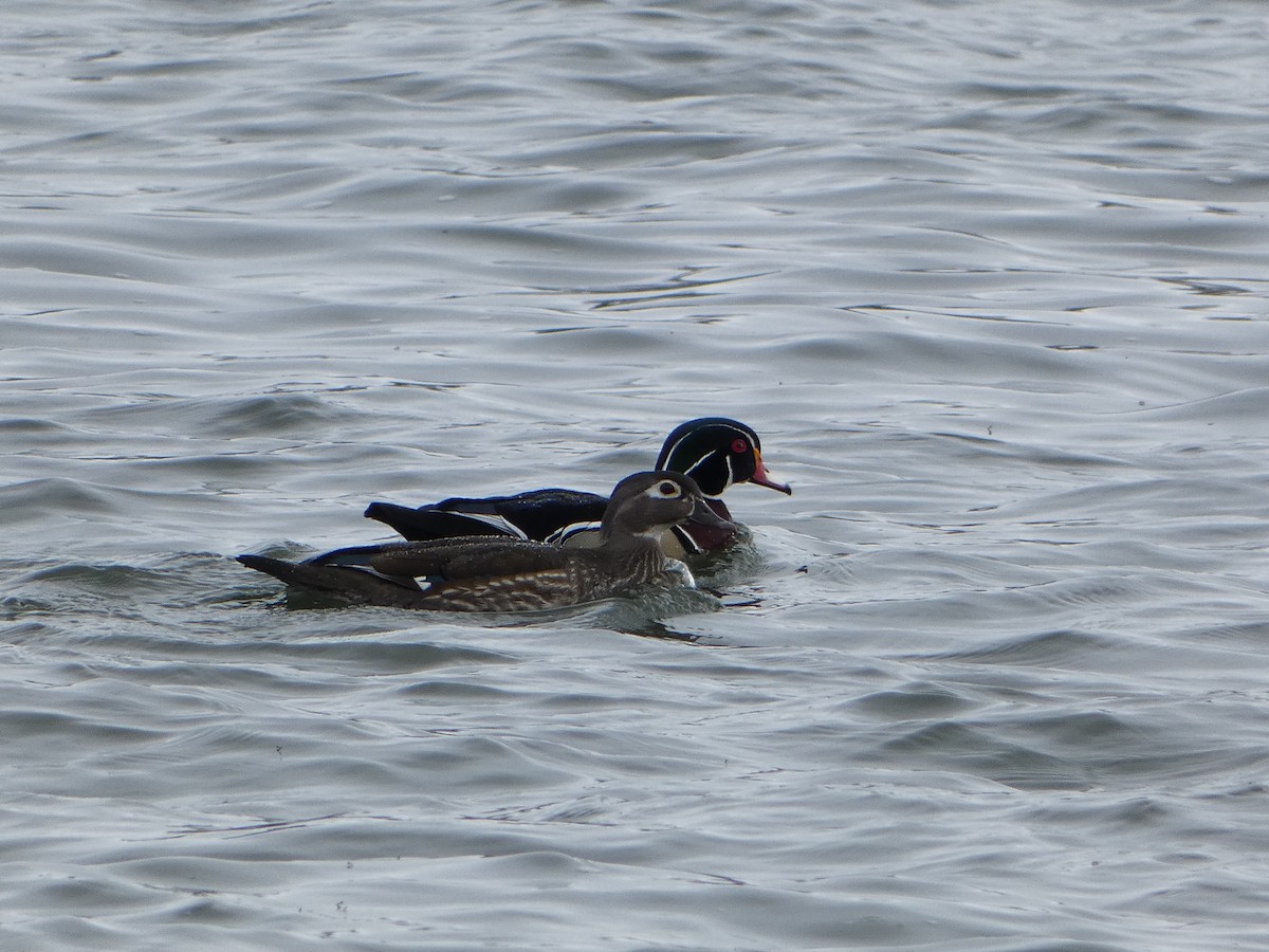 Wood Duck - ML617061124