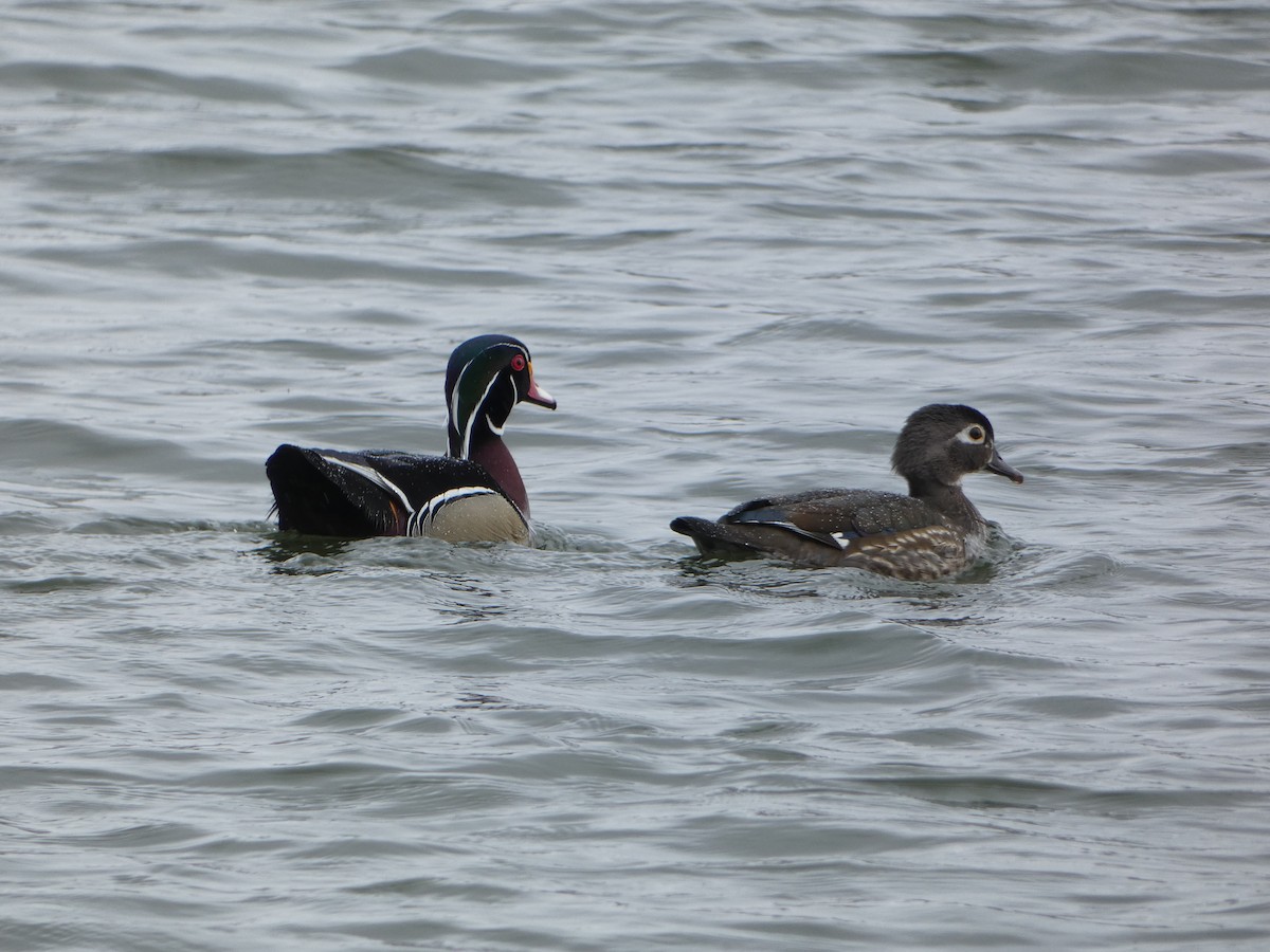 Wood Duck - ML617061125