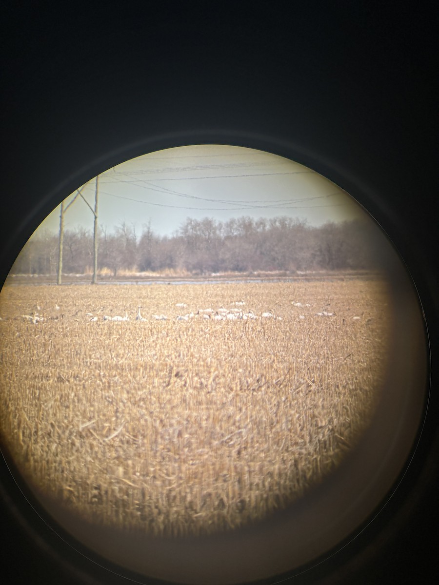 Tundra Swan - ML617061140