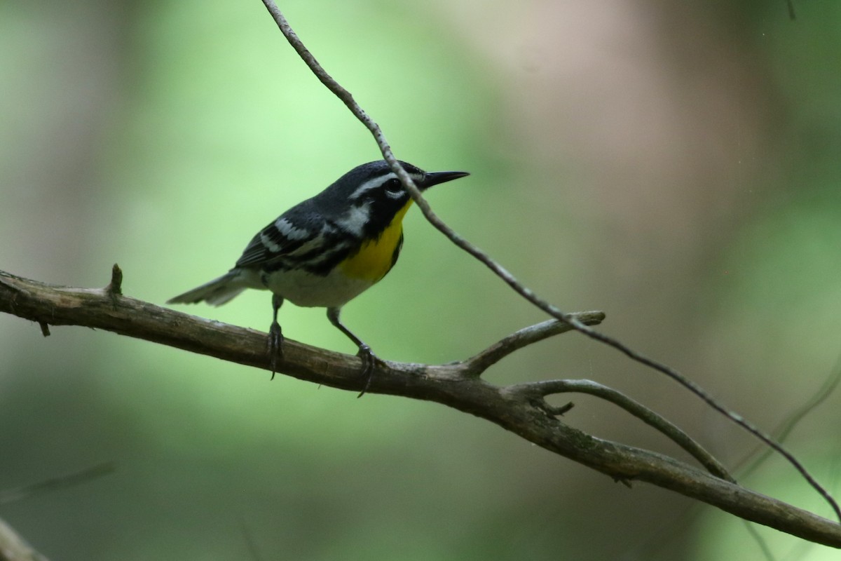 Yellow-throated Warbler - Brian Berry