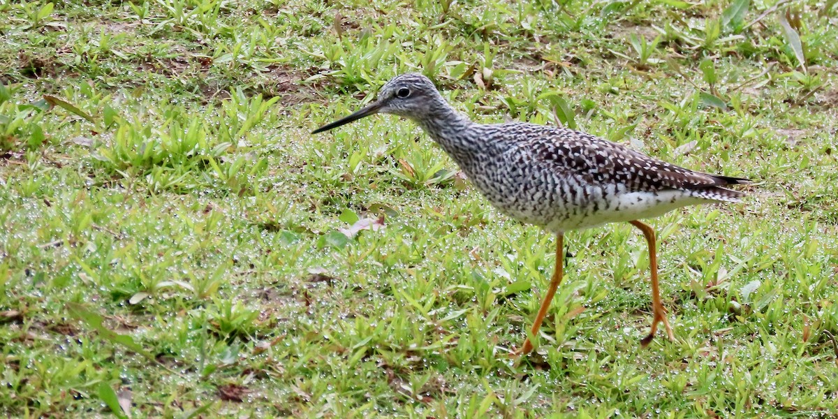 Greater Yellowlegs - ML617061160