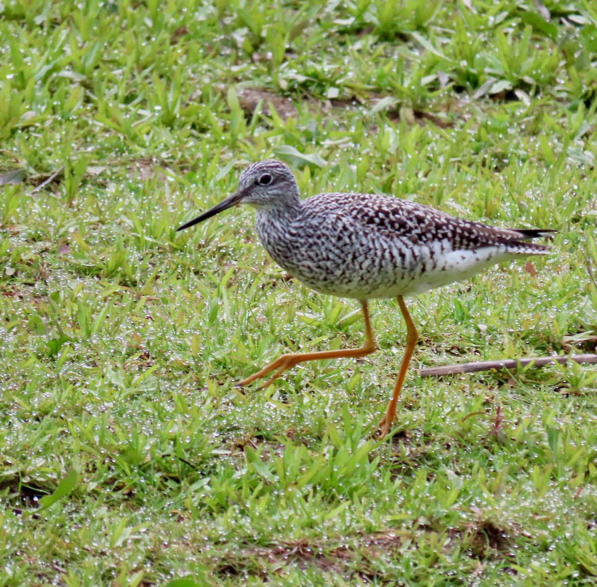 Greater Yellowlegs - ML617061163