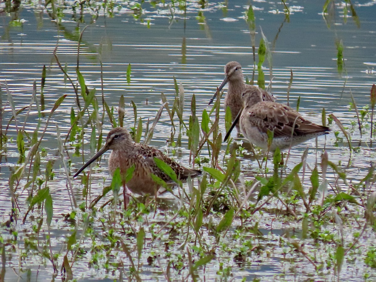 Long-billed Dowitcher - ML617061176