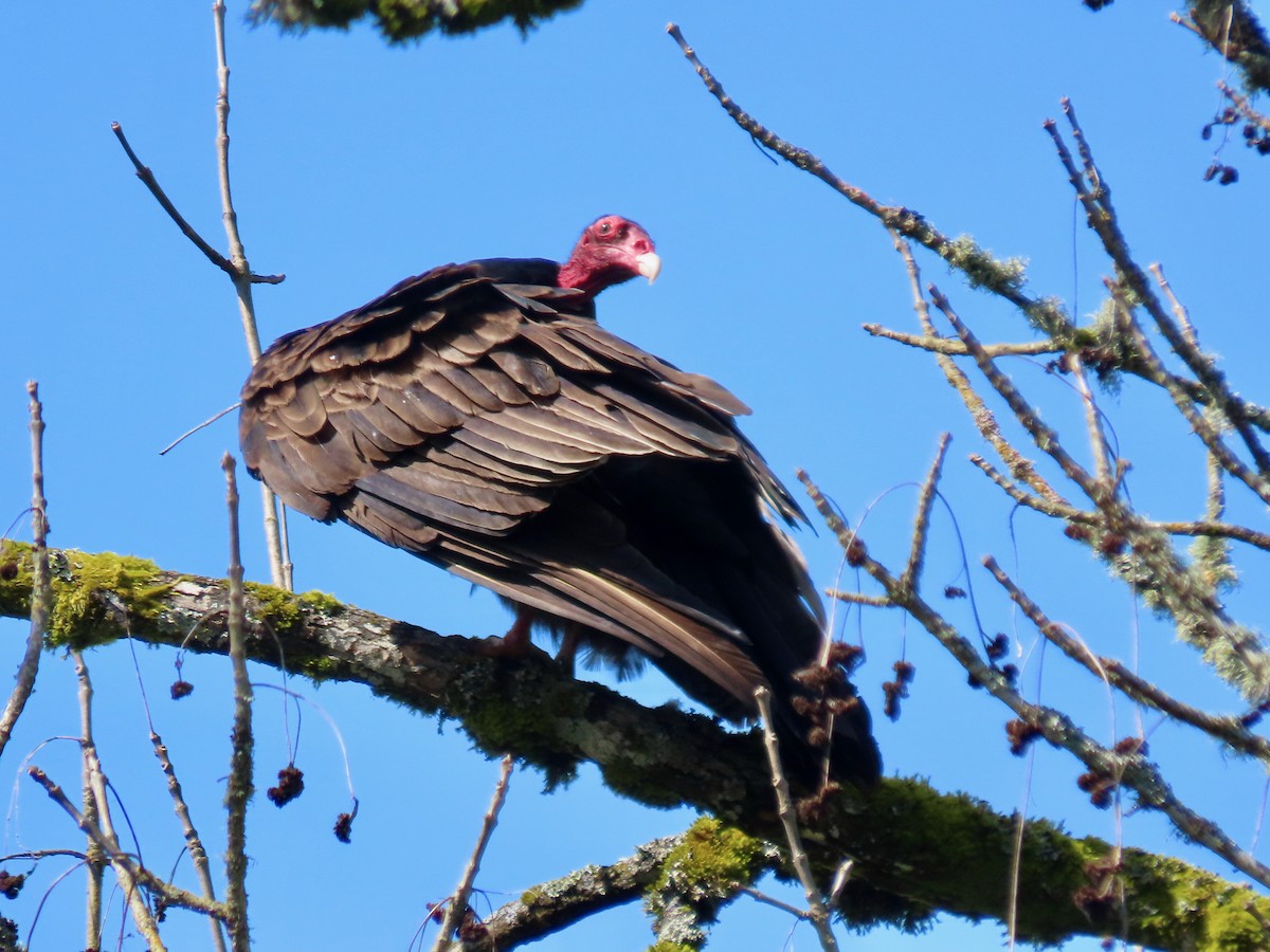 Turkey Vulture - Leslie Schweitzer