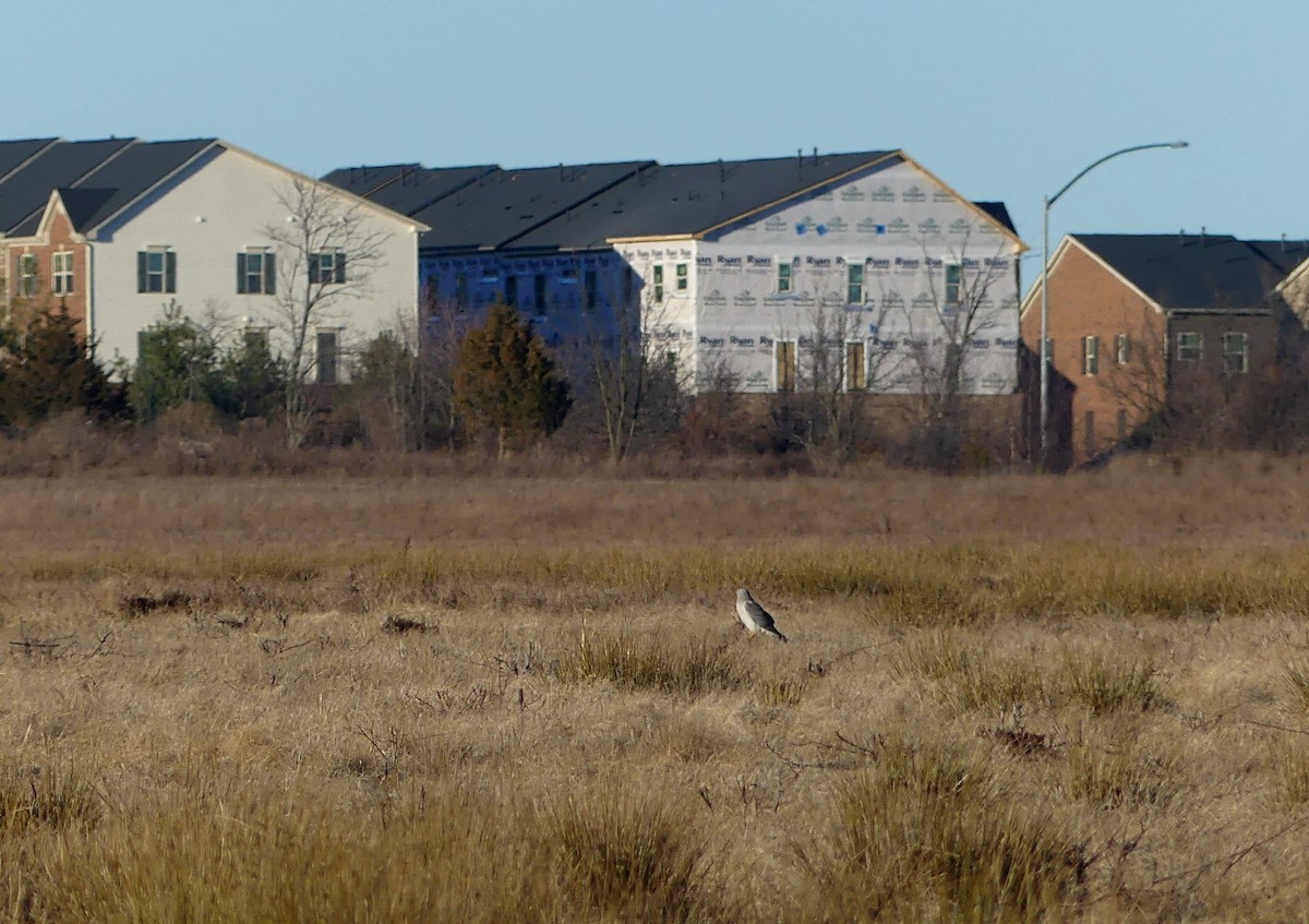 Northern Harrier - ML617061205