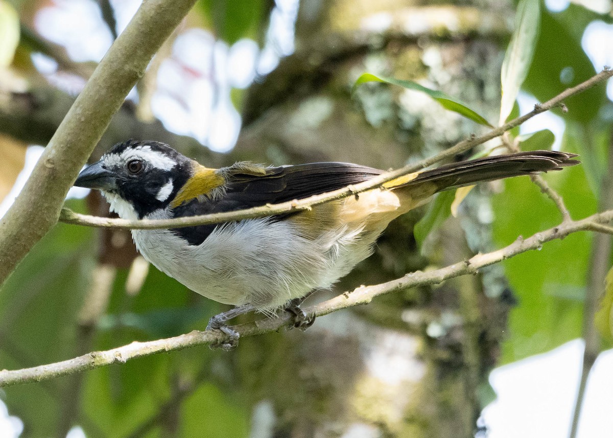 Black-winged Saltator - Jhan C. Carrillo-Restrepo