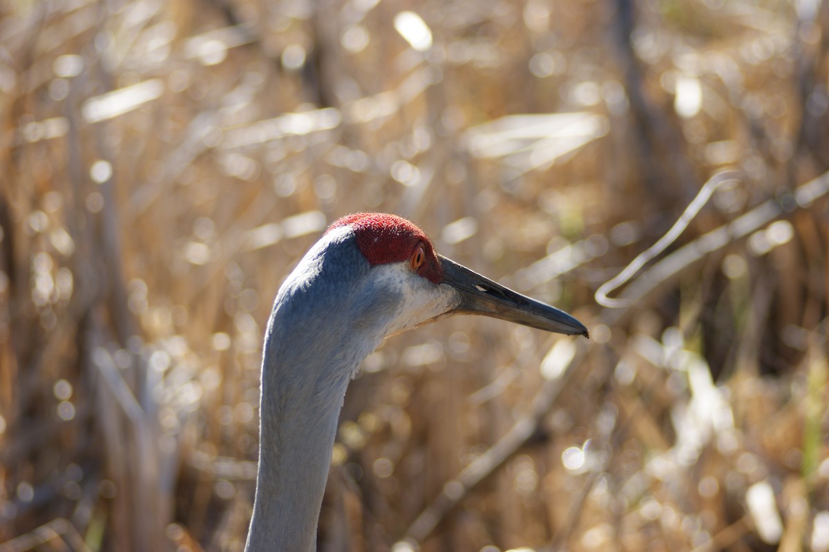 Sandhill Crane - ML617061218