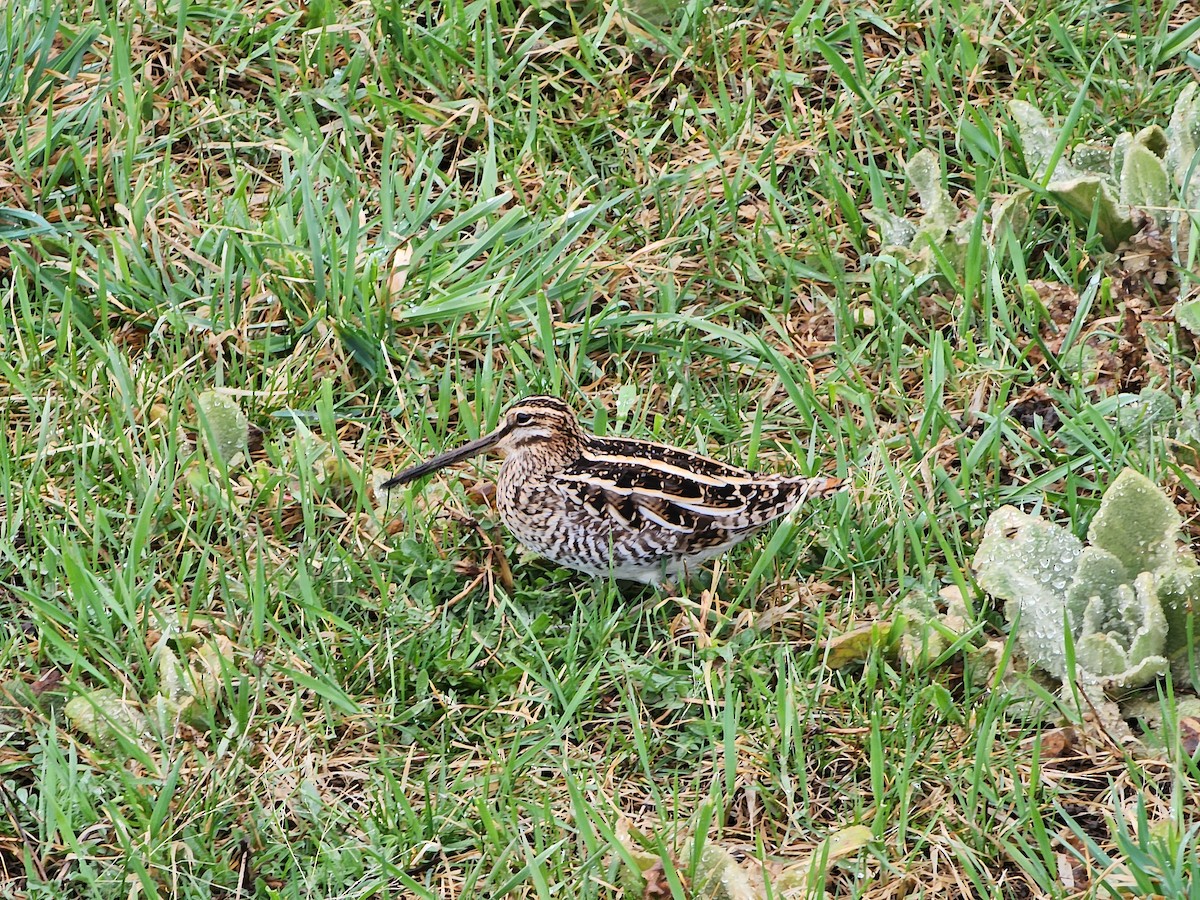 Wilson's Snipe - ML617061237