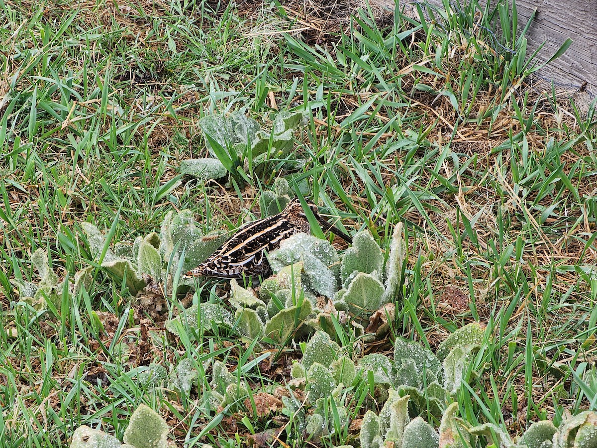 Wilson's Snipe - ML617061238