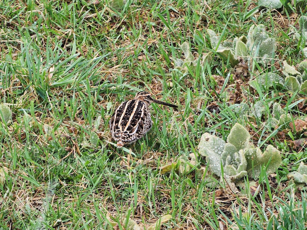 Wilson's Snipe - ML617061241