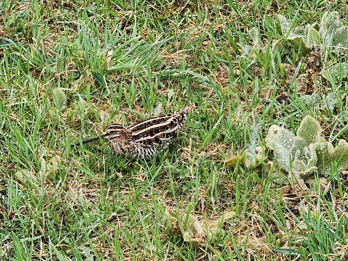 Wilson's Snipe - ML617061243