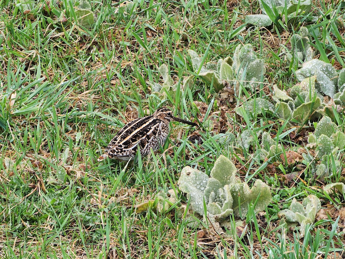 Wilson's Snipe - ML617061244