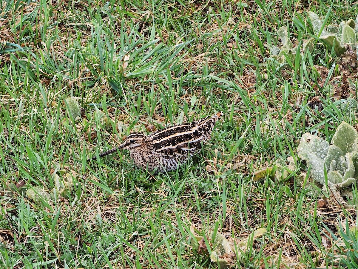 Wilson's Snipe - ML617061249