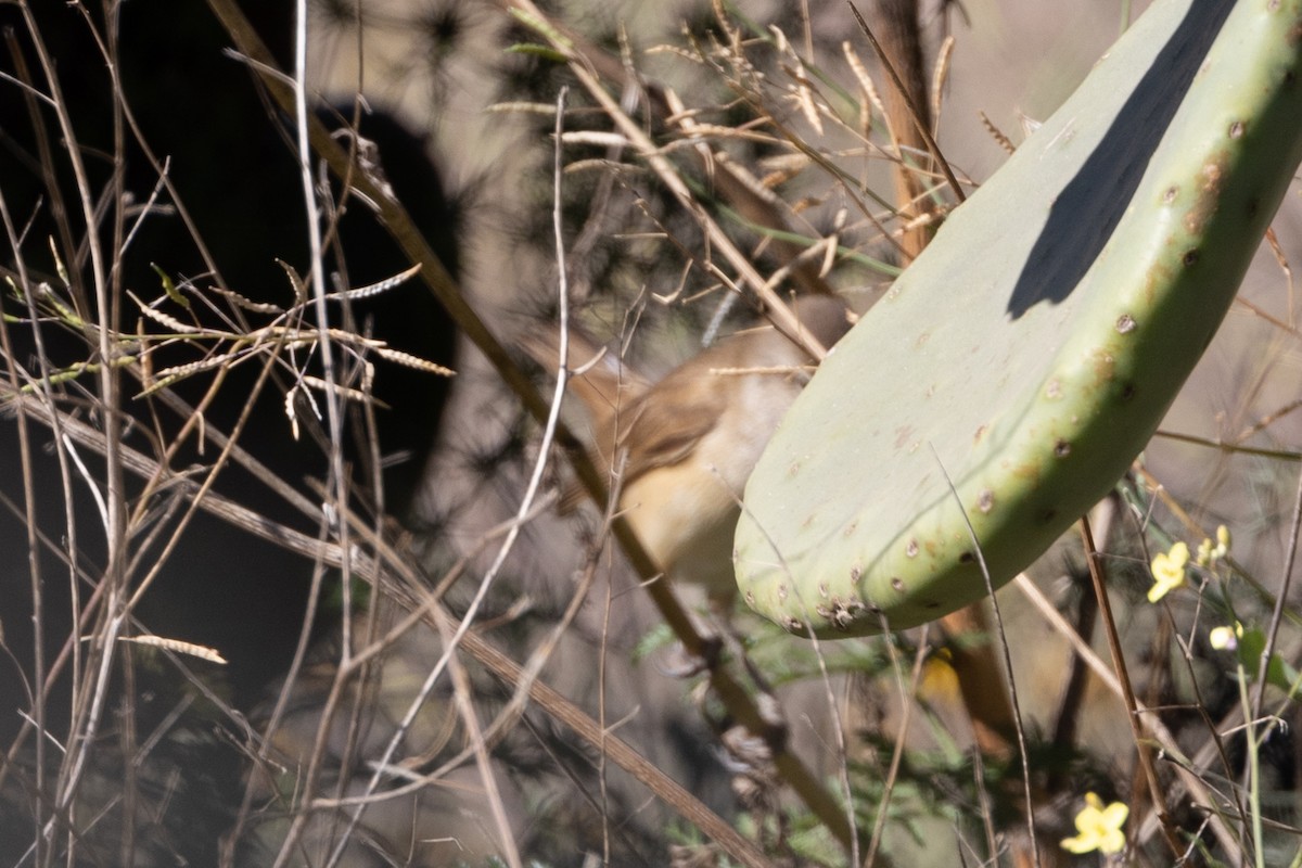 Great Reed Warbler - ML617061252