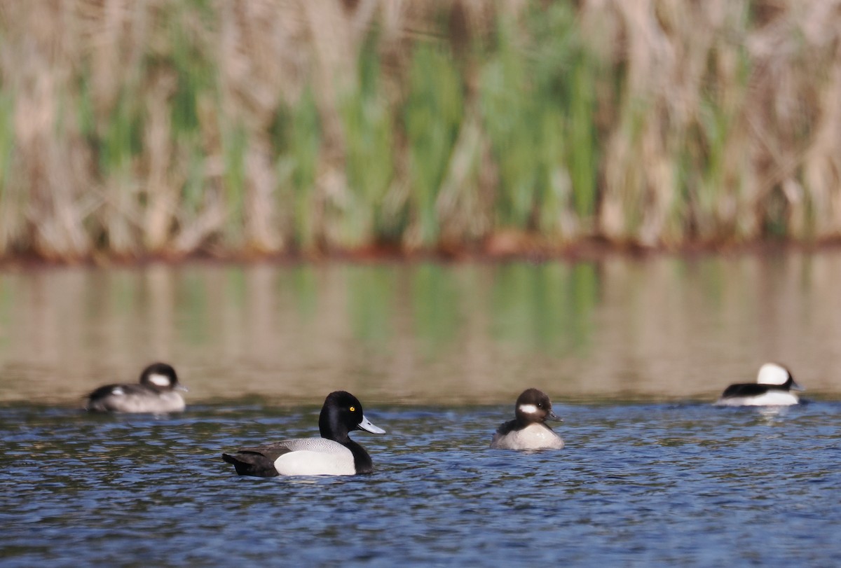 Lesser Scaup - ML617061271