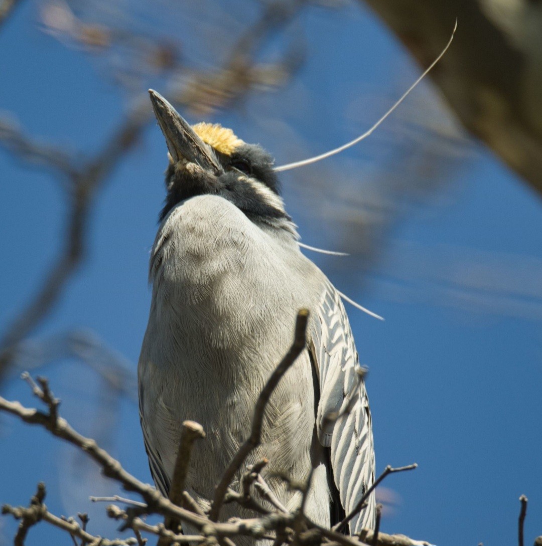 Yellow-crowned Night Heron - ML617061279