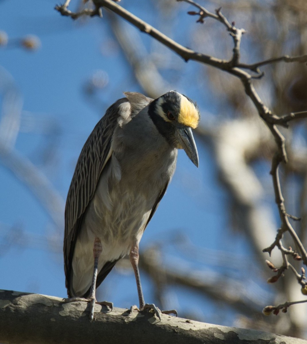 Yellow-crowned Night Heron - ML617061280