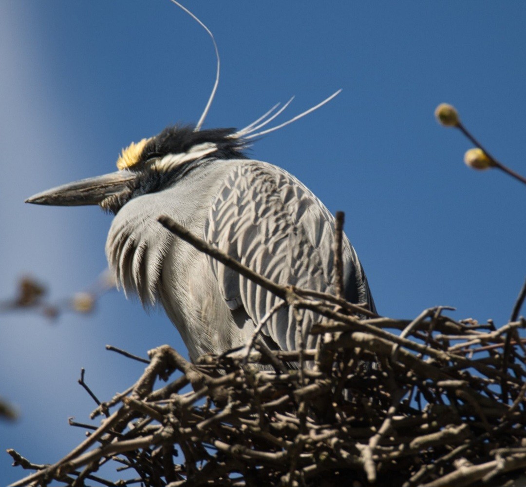 Yellow-crowned Night Heron - ML617061281