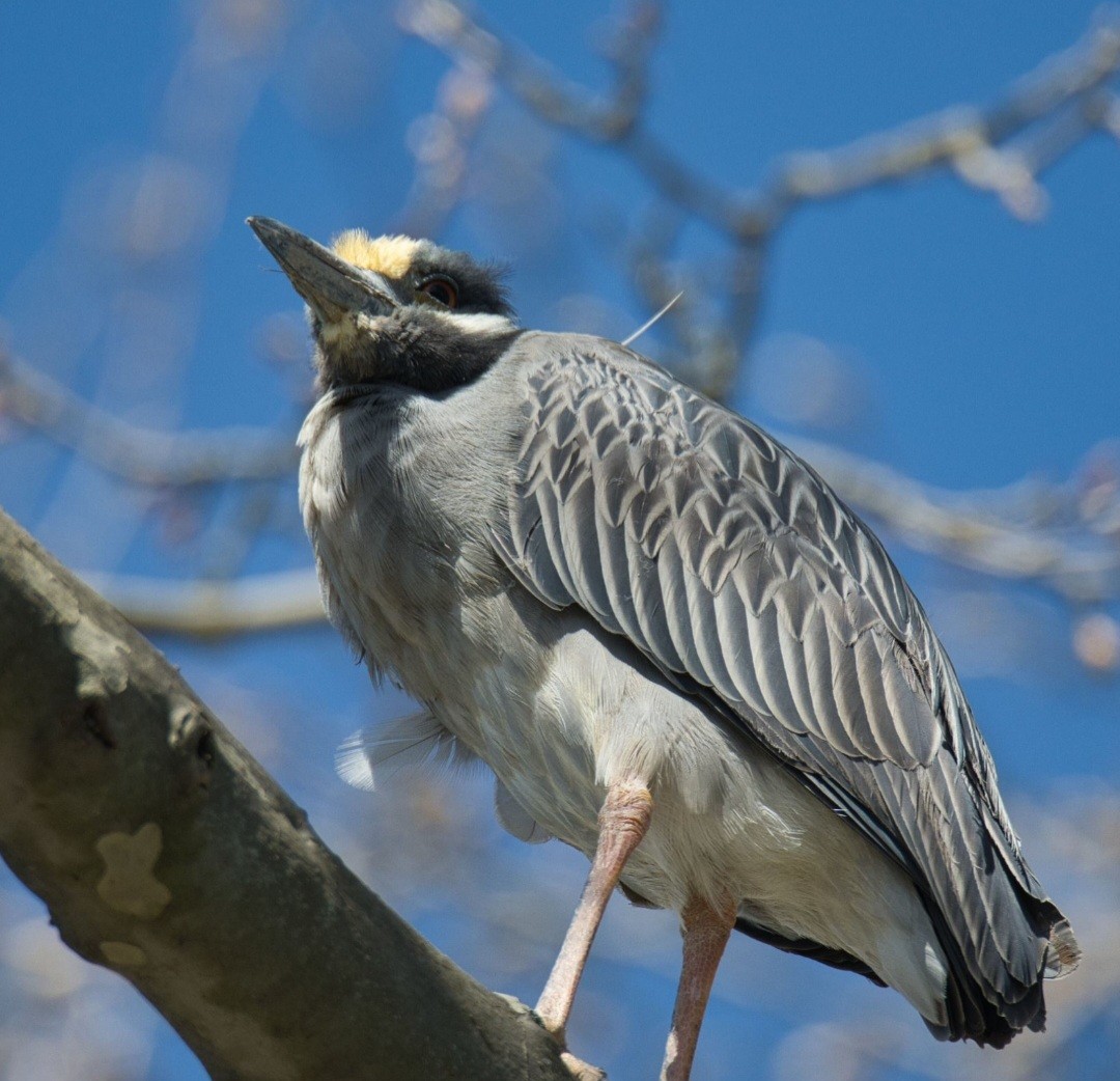 Yellow-crowned Night Heron - ML617061283