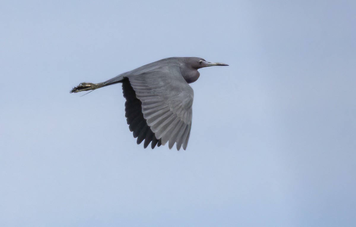 Little Blue Heron - Iris Kilpatrick