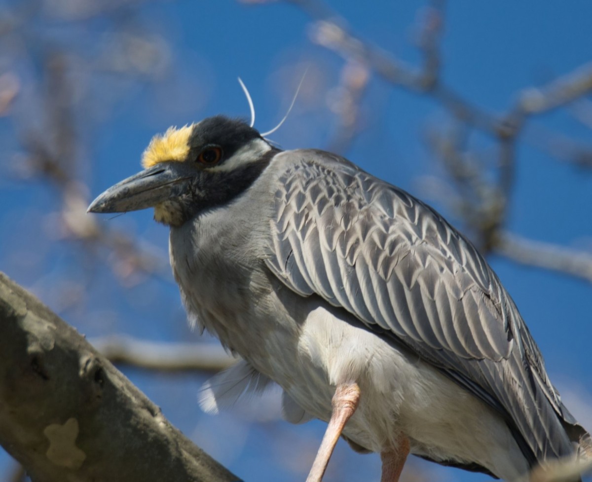 Yellow-crowned Night Heron - ML617061285