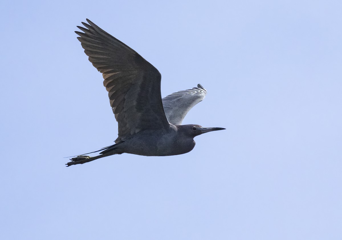 Little Blue Heron - ML617061287