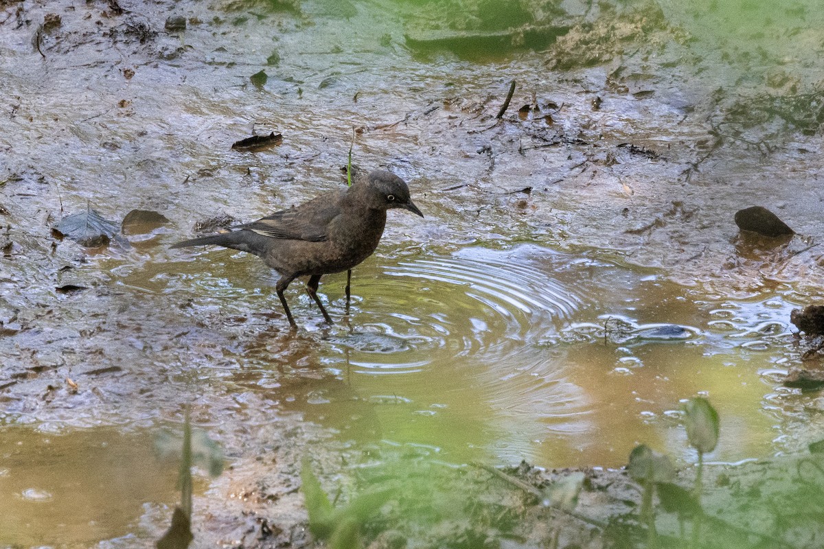 Rusty Blackbird - ML617061309