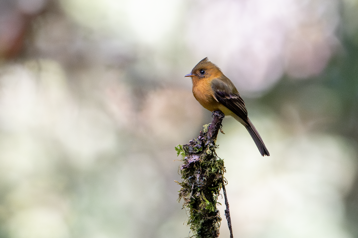 Tufted Flycatcher - Sue Phillips