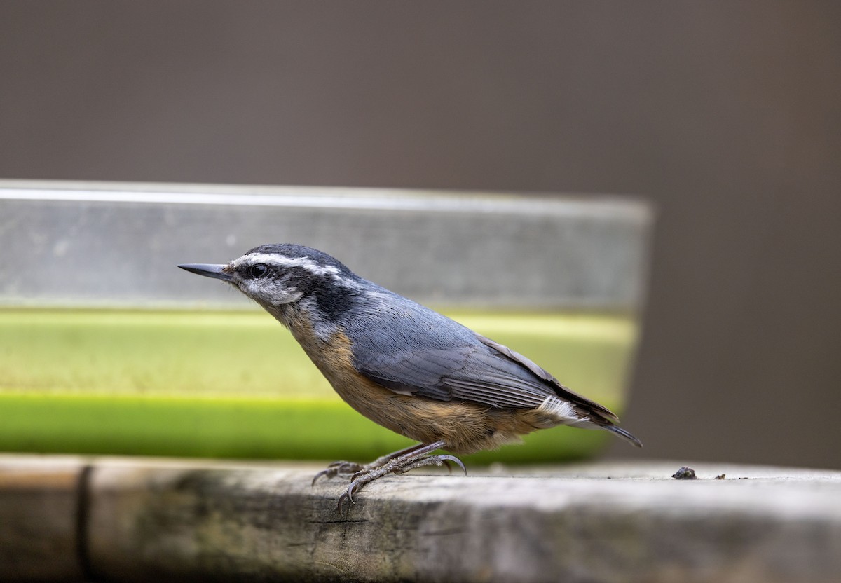 Red-breasted Nuthatch - ML617061346