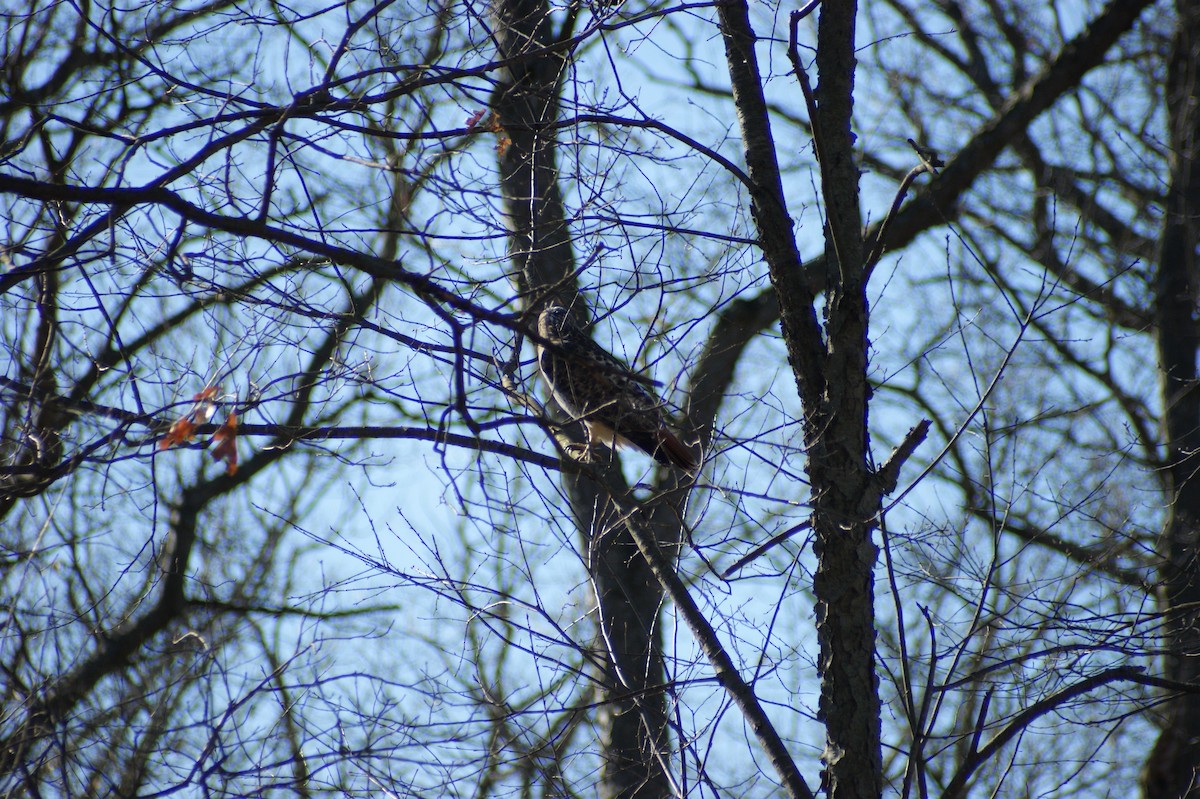 Red-tailed Hawk - ML617061351