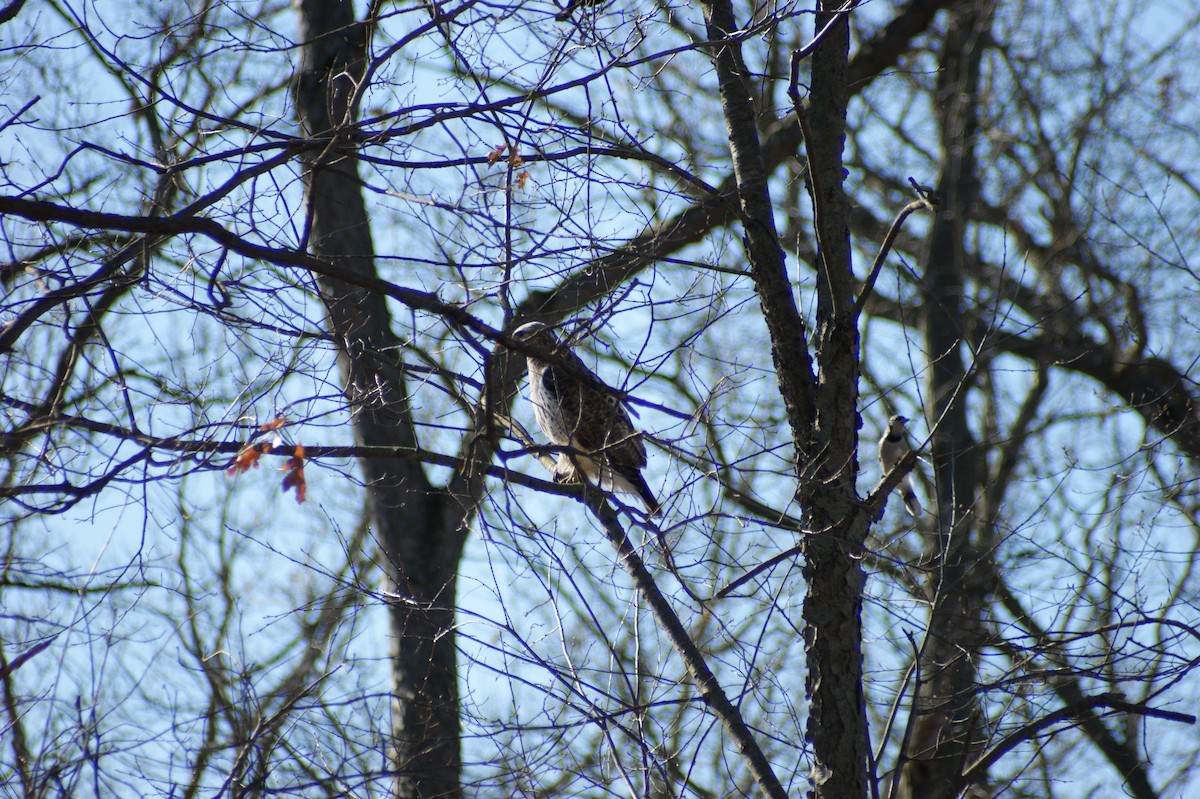 Red-tailed Hawk - ML617061352