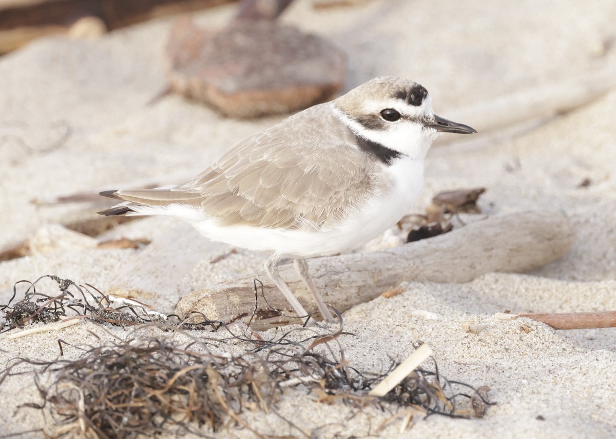 Snowy Plover - ML617061453