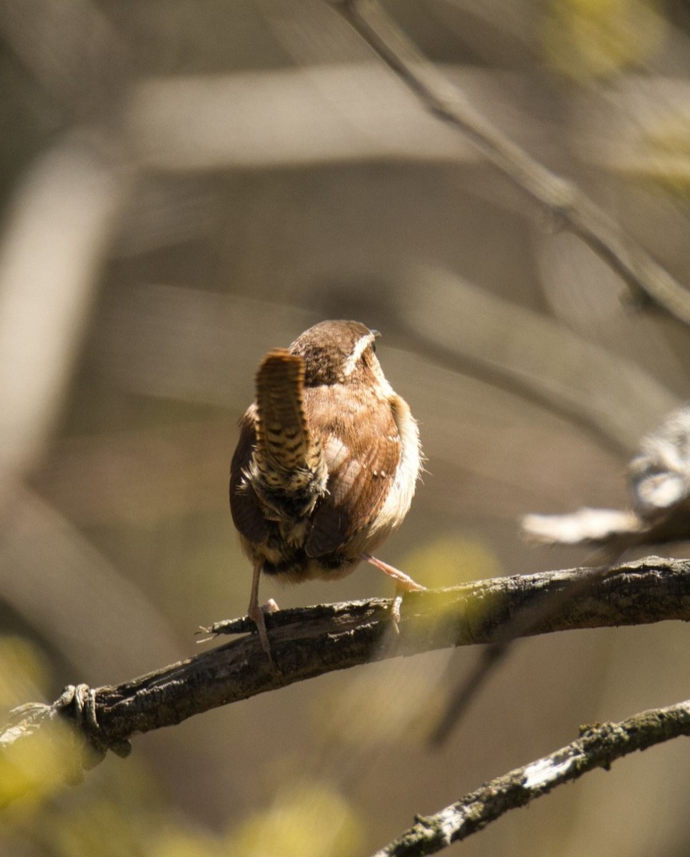 Carolina Wren - ML617061509