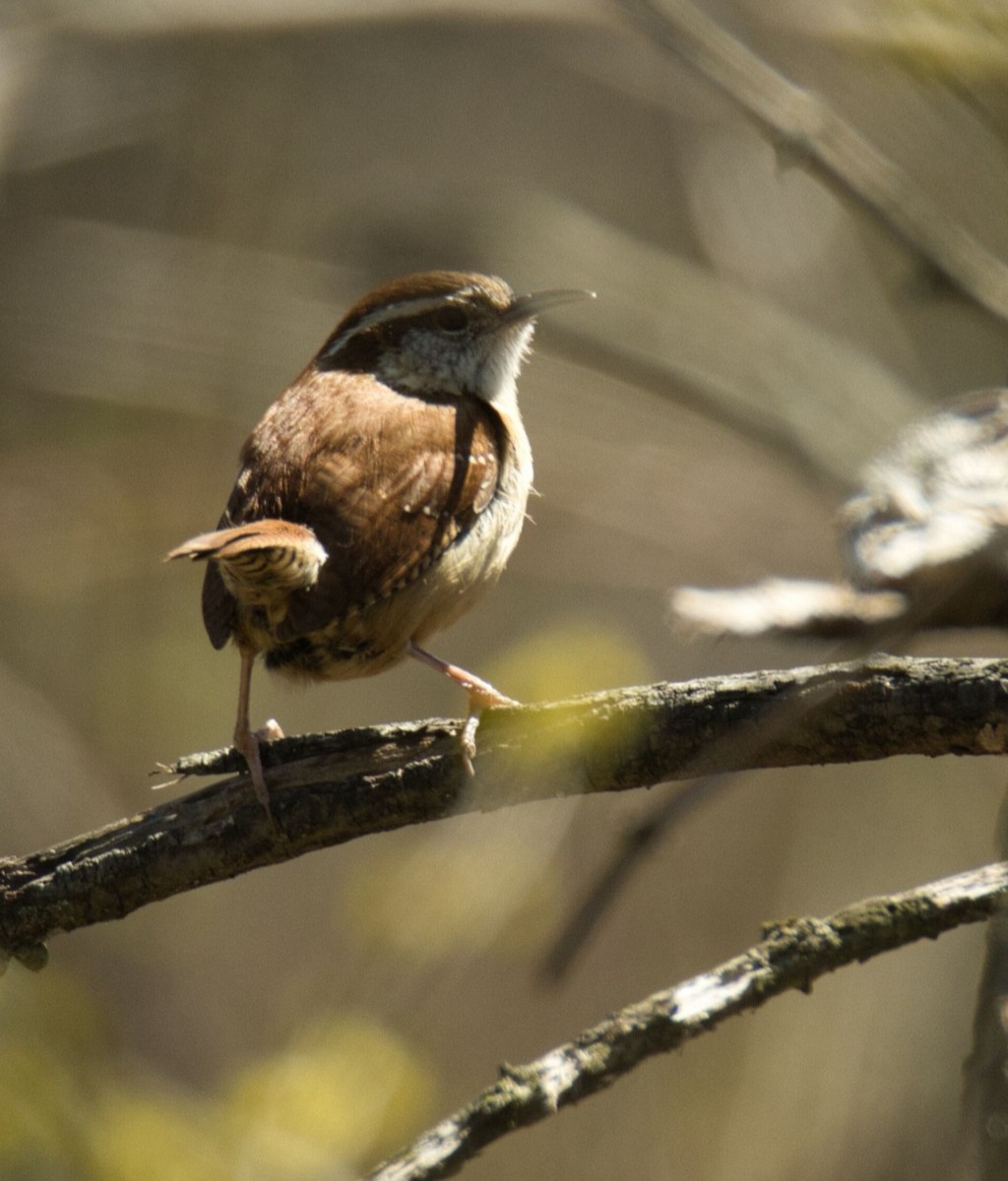 Carolina Wren - ML617061510