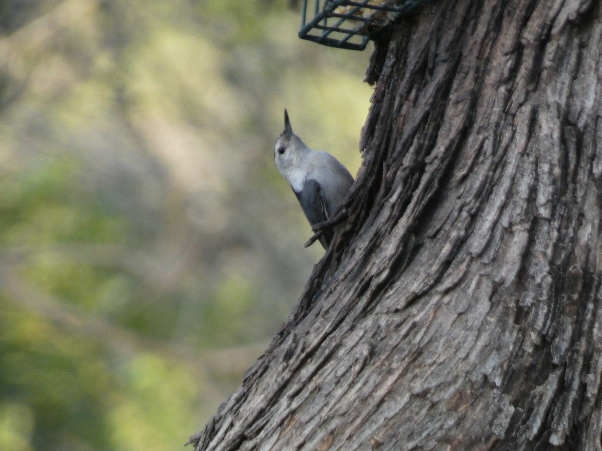 White-breasted Nuthatch - ML617061513