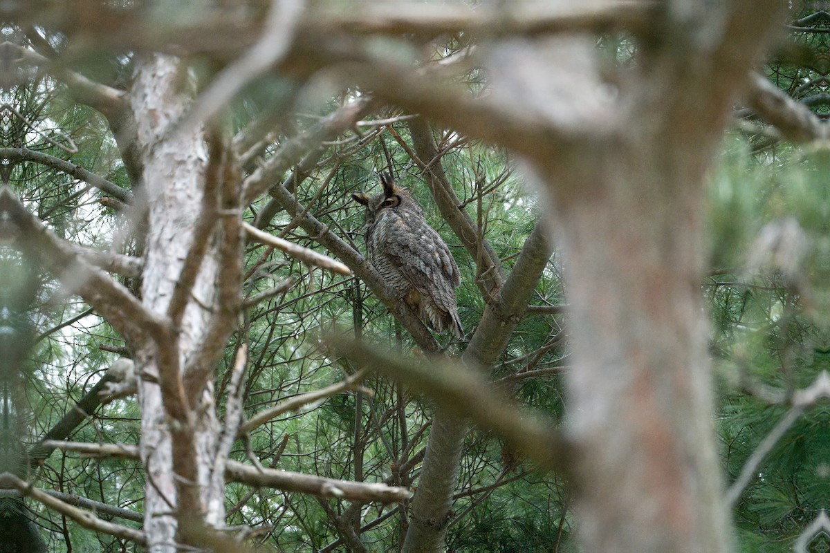 Great Horned Owl - ML617061518