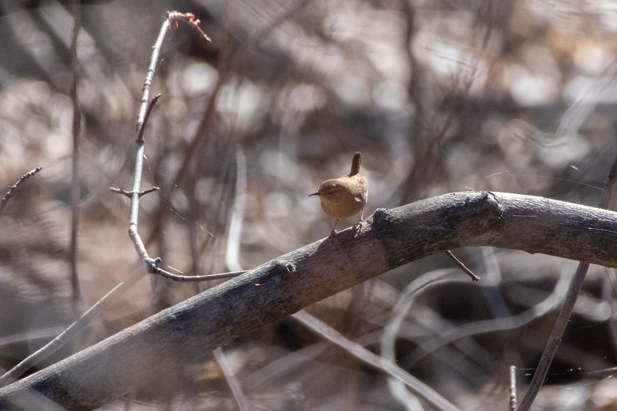 Winter Wren - Michael Bueckert