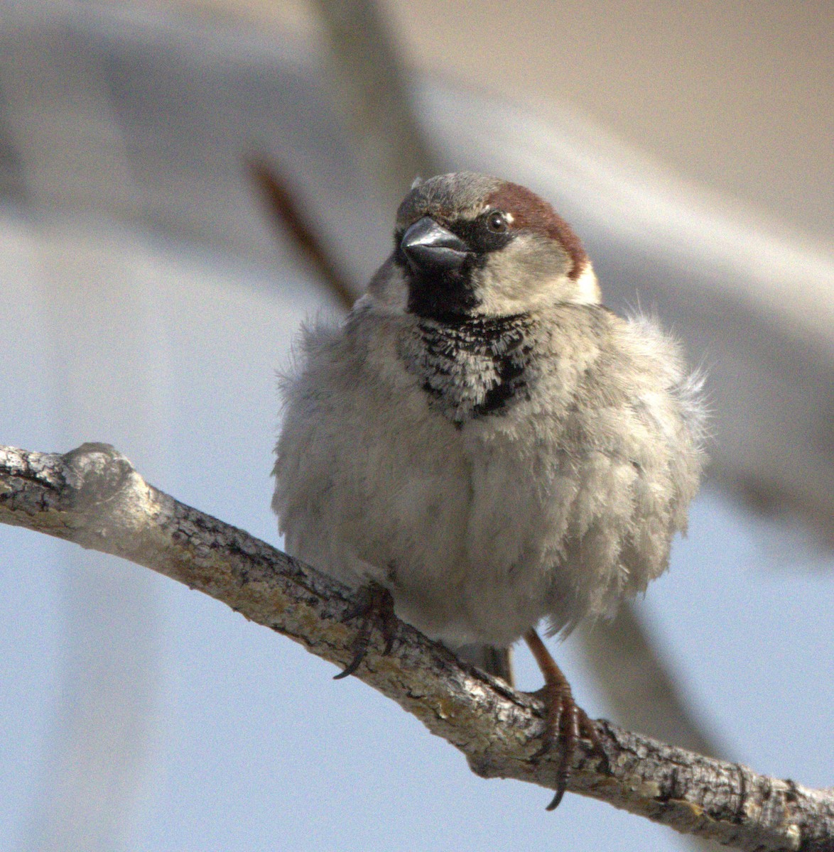 House Sparrow - ML617061578