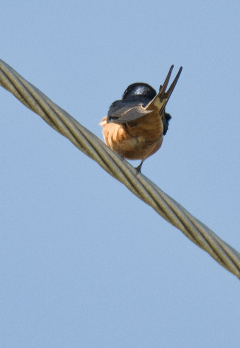 Golondrina Común - ML617061594