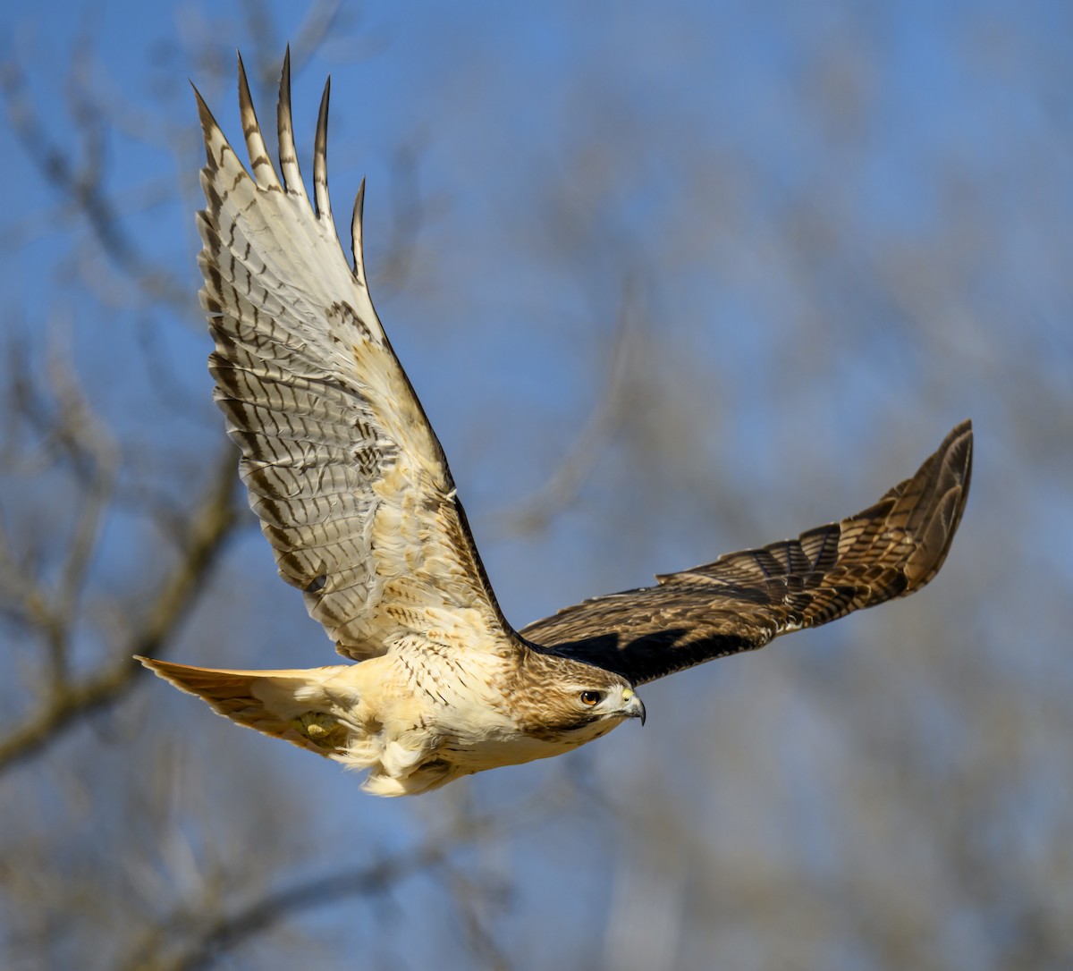 Rotschwanzbussard - ML617061734