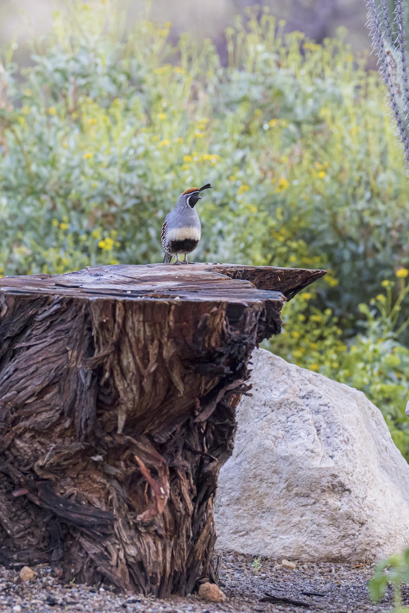 Gambel's Quail - ML617061834