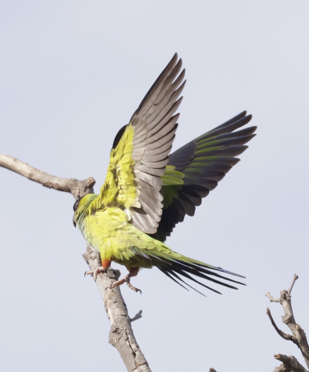 Nanday Parakeet - ML617061854