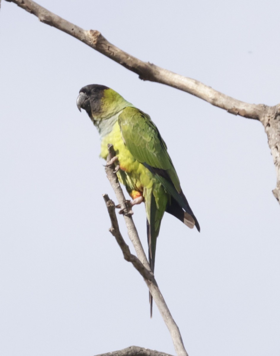 Nanday Papağanı - ML617061855